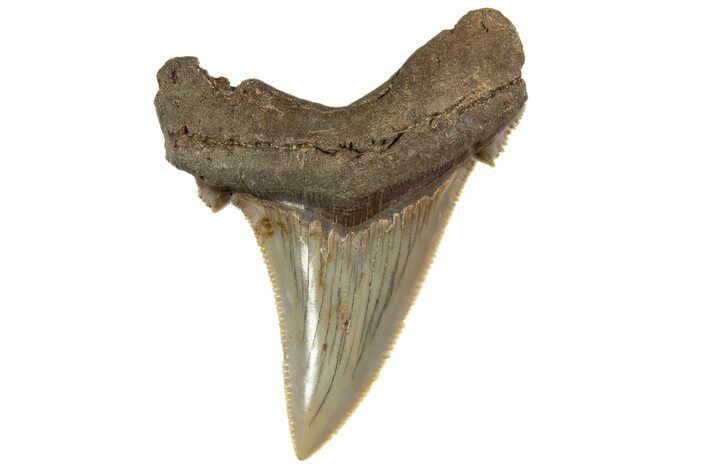 Serrated Angustidens Tooth - Megalodon Ancestor #340334